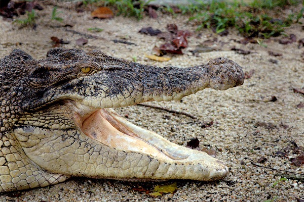 buaya