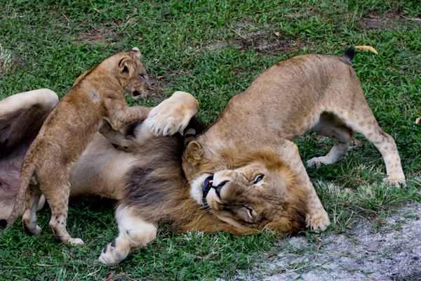 singa