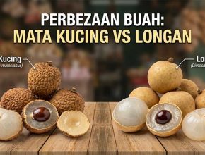 mata kucing vs longan
