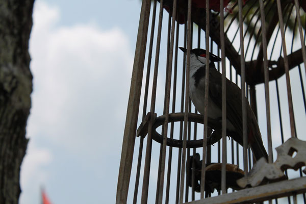 bela burung
