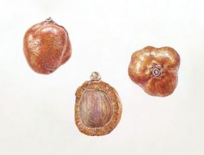buah zuriat