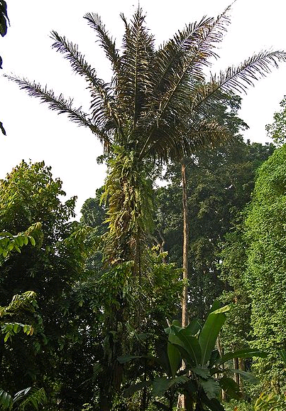 pokok kabung