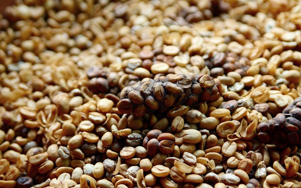 Biji Kopi dari Luwak