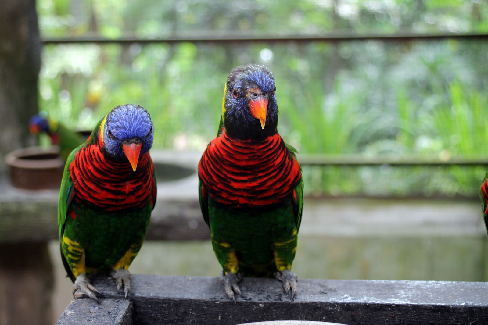 burung 2 ekor