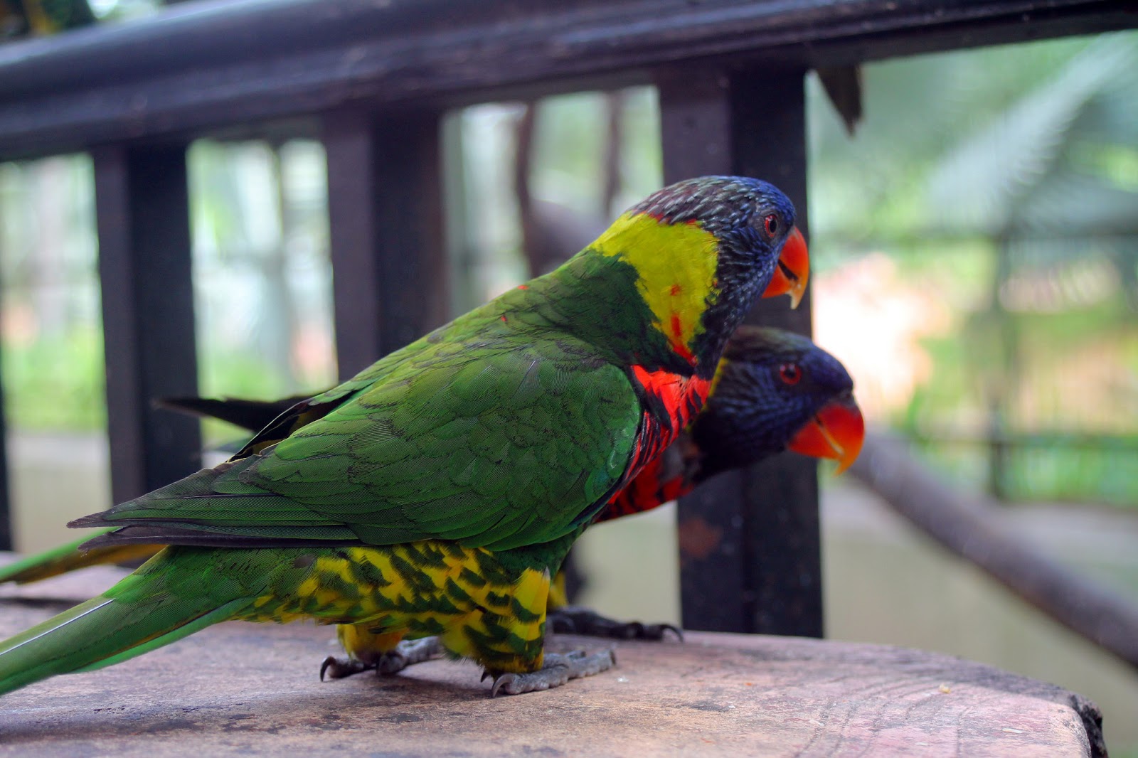 burung kakak 2