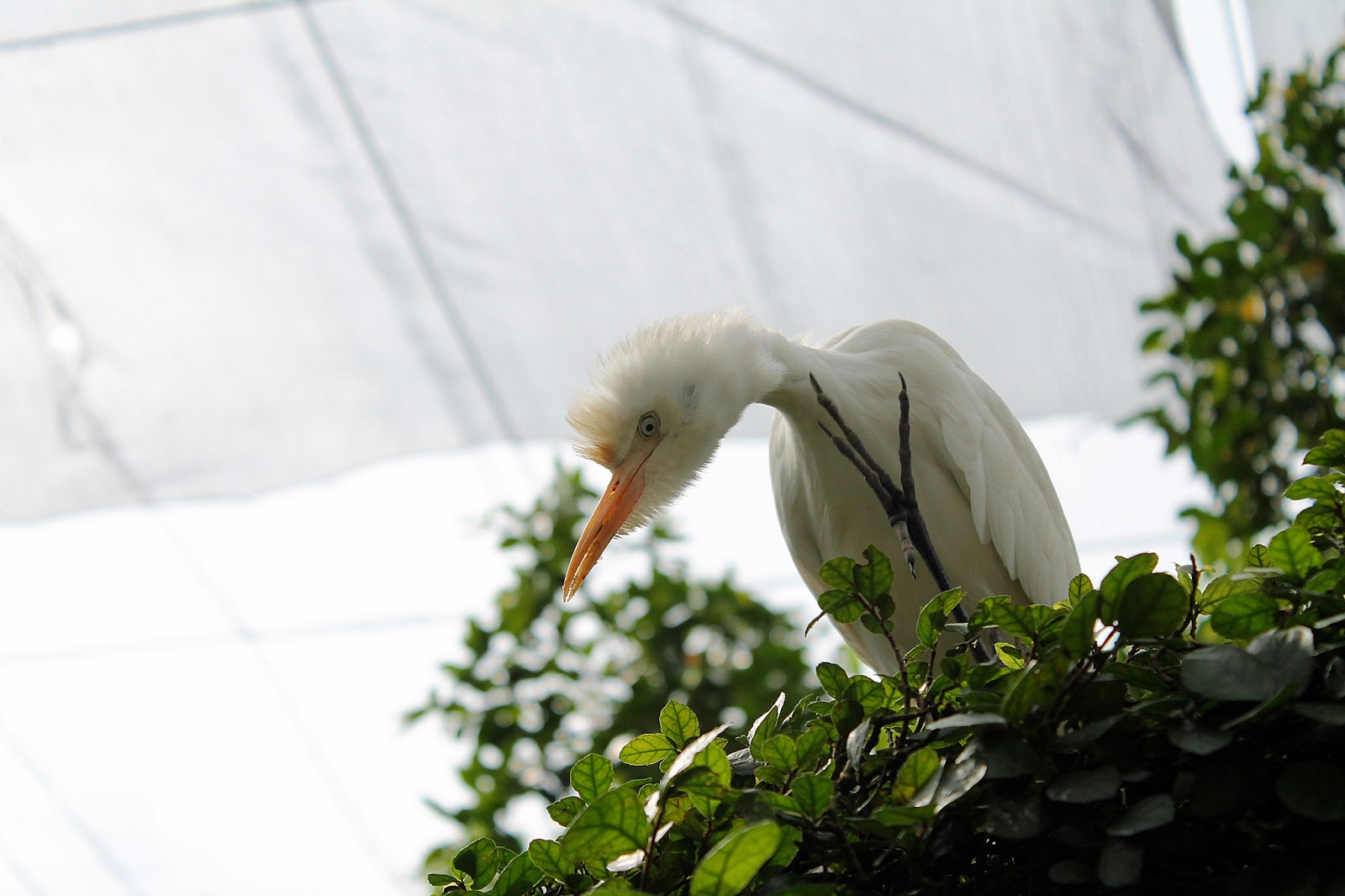 burung merak putih