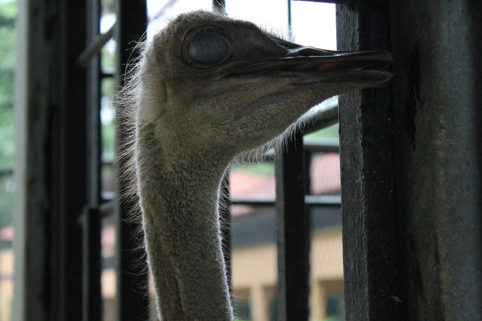 burung turki