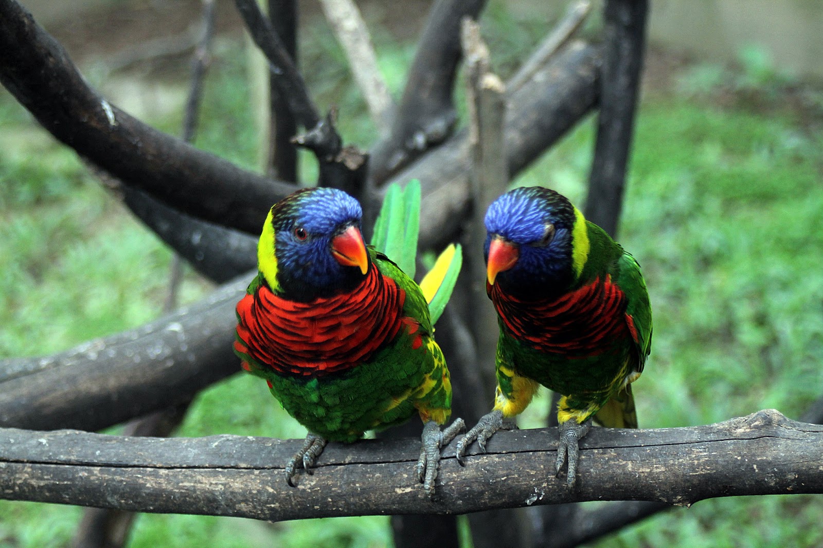 burung 01