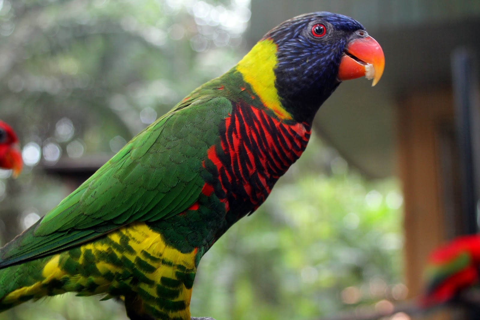 burung 02