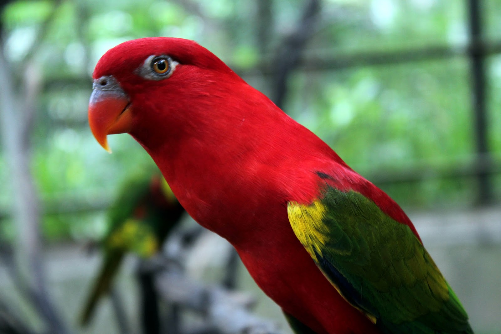 burung 04