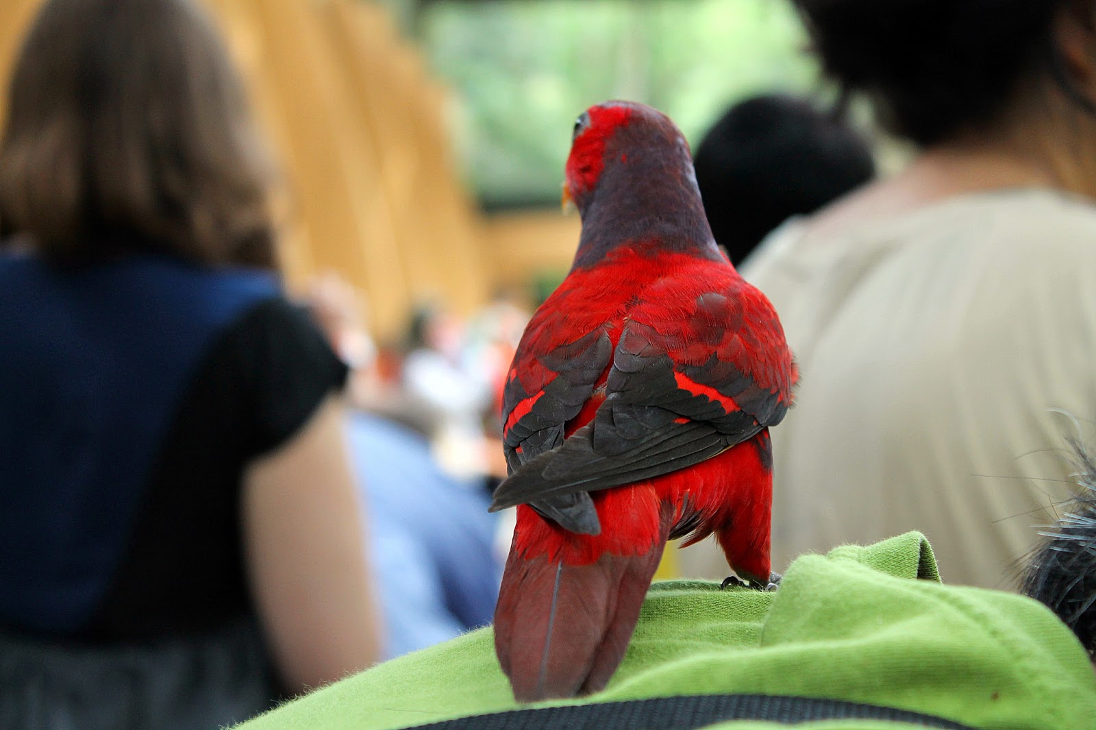 burung 05