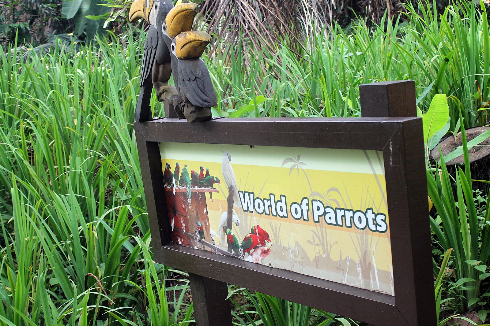 parrot