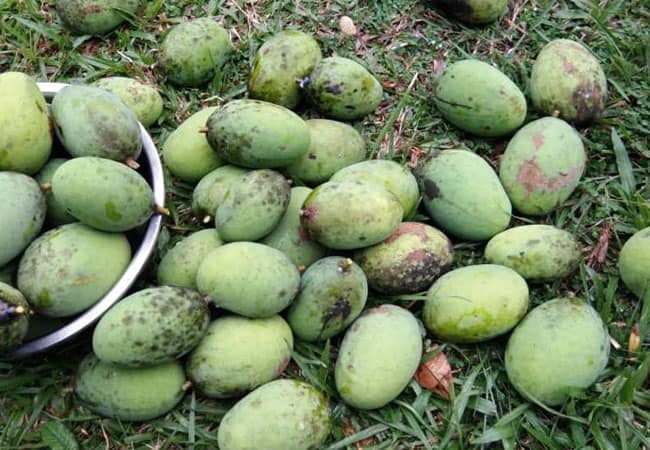 buah kuini