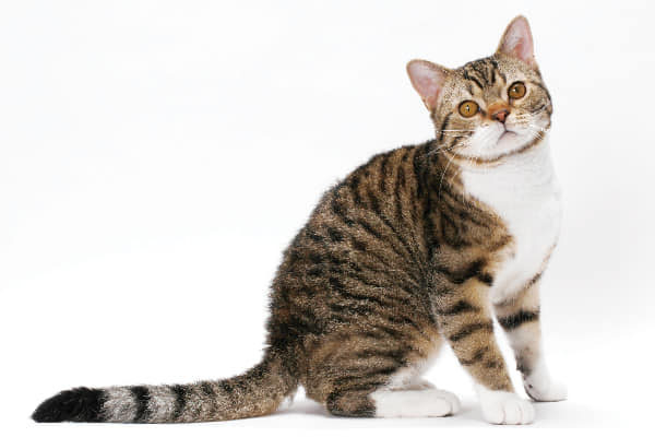 American Wirehair